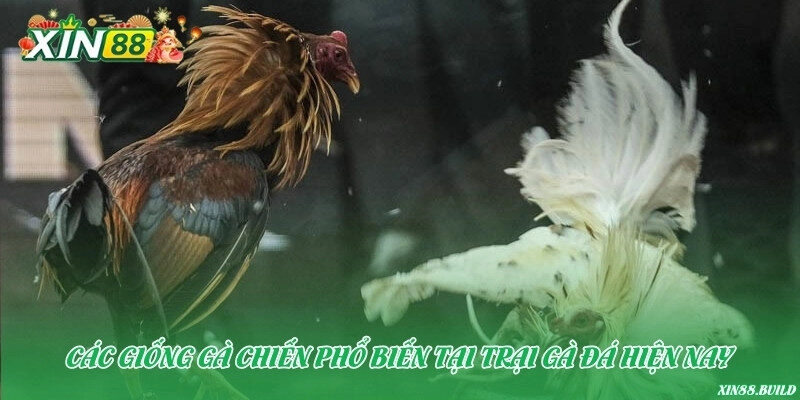 Các giống gà chiến phổ biến tại trại gà đá hiện nay