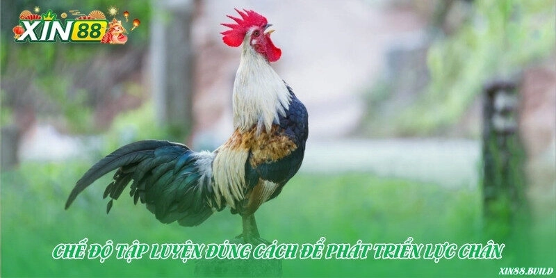 Chế độ tập luyện đúng cách để phát triển lực chân