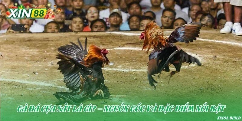 Gà đá cựa sắt là gì? – Nguồn gốc và đặc điểm nổi bật