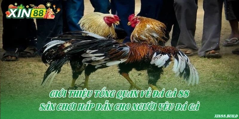 Giới thiệu tổng quan về Đá gà 88 – Sân chơi hấp dẫn cho người yêu đá gà