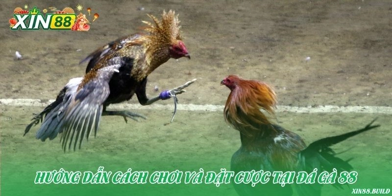 Hướng dẫn cách chơi và đặt cược tại Đá gà 88