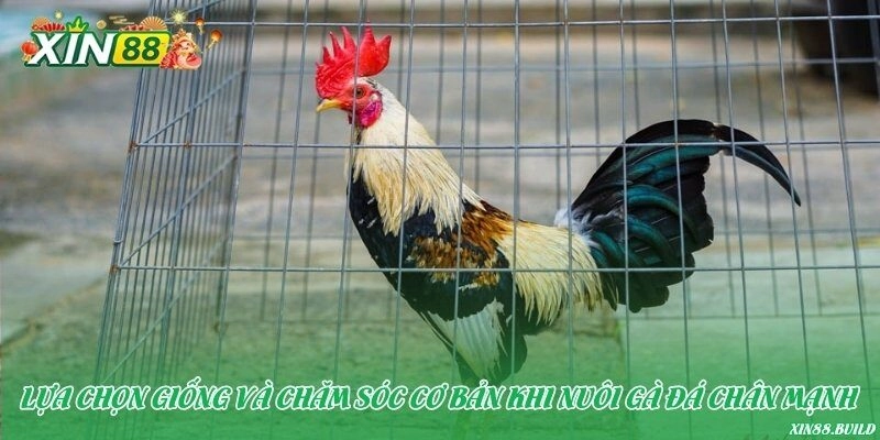 Lựa chọn giống và chăm sóc cơ bản khi nuôi gà đá chân mạnh