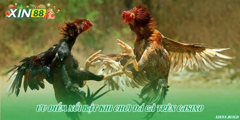 Ưu điểm nổi bật khi chơi đá gà trên casino